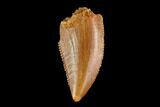 Serrated, Raptor Tooth - Real Dinosaur Tooth #124788-1